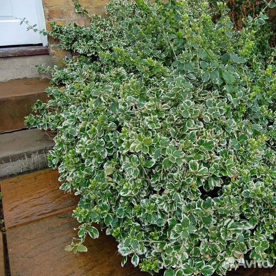 Бересклет форчуна