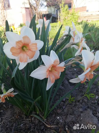 Луковицы нарциссов