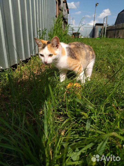 Кошки в добрые руки