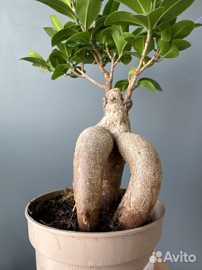 Фикус микрокарпа гинсенг