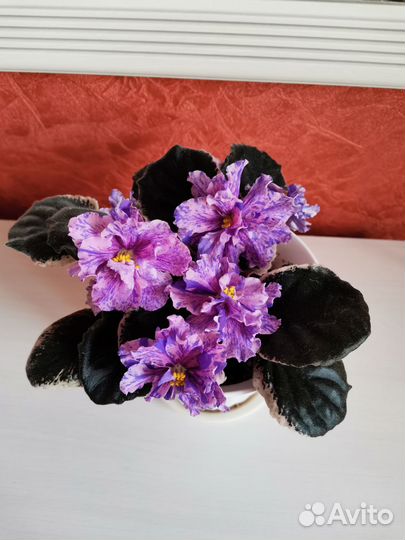 Цветущие фиалки