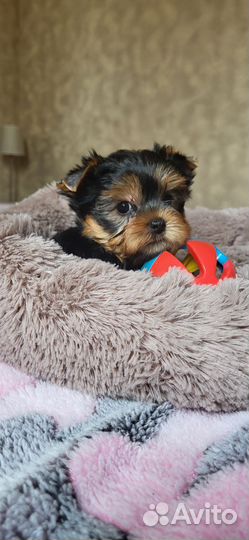 Йоркширский терьер