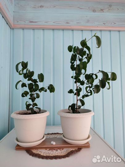 Фикус бенджамина