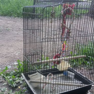 Клетка