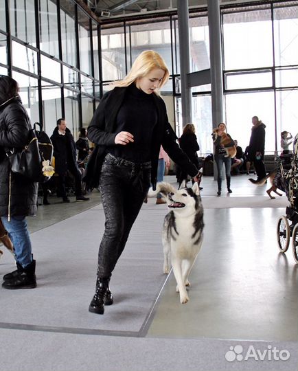 Дрессировка и воспитание собак