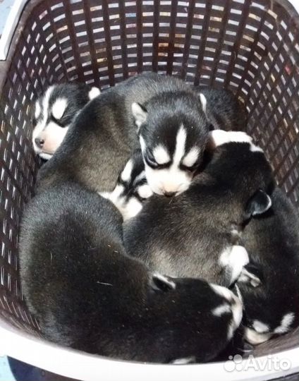 Щенки хаски