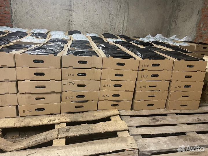 Сеянцы сосны окс от производителя