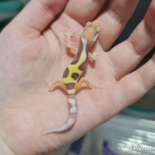 Эублефар пятнистый ящерица геккон