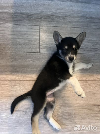 Щенок девочка в добрые руки