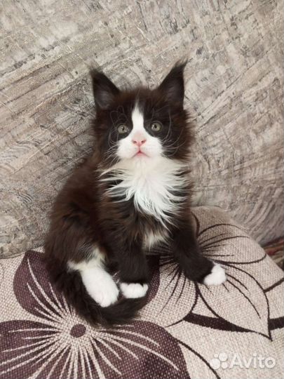 Котята Мейн-кун