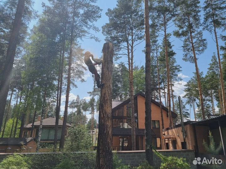 Спил и удаление деревьев, обрезка деревьев