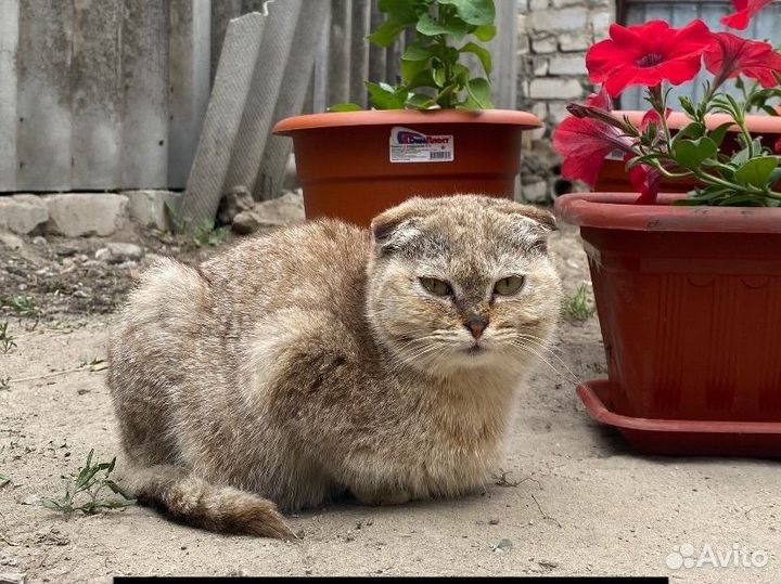 Кошка вислоухая