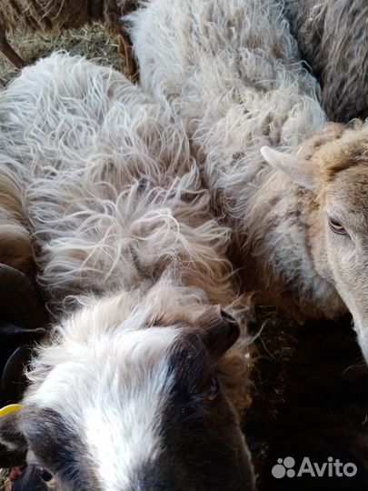 Овцы бараны