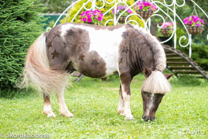 Стрижка лошадей (груминг)