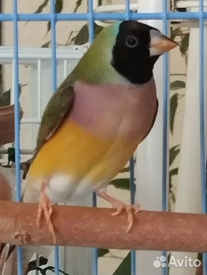 Амадины Гульда