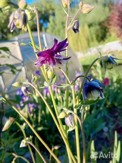 Многолетние растения для сада