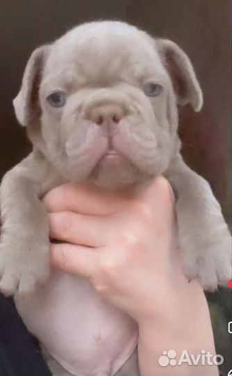 Вязка. Шоколад. Французский бульдог