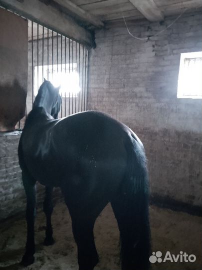 Жеребец орловский рысак