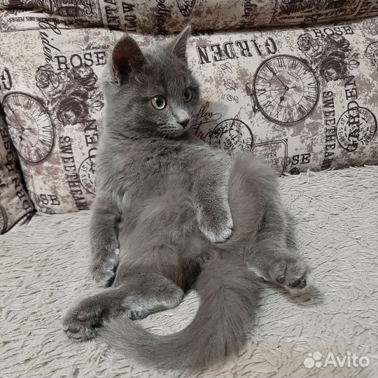Русская голубая