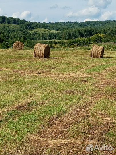 Продам сено в рулонах маленький и большой