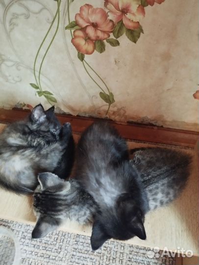 Кошки в добрые руки
