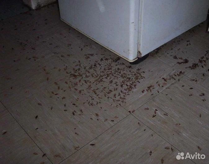 Консультация по уничтожению тараканов Миша Титов i-1082