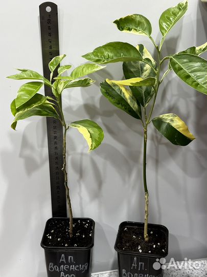 Апельсин валенсия Вариегатный