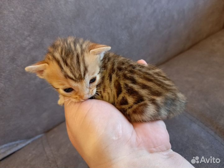 Бенгальские котята