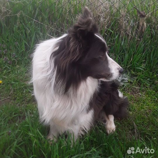 Щенки Бордер-колли