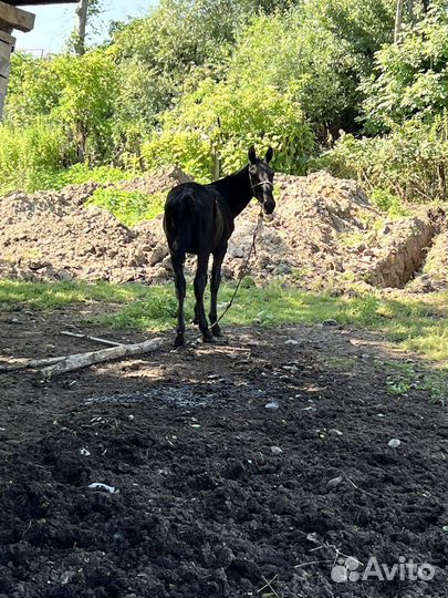 Жеребчик къ