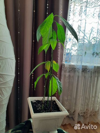 Комнатные цветы шефлера