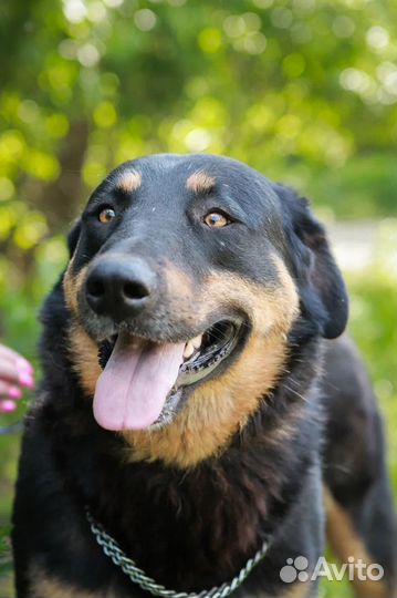 Собака в добрые руки