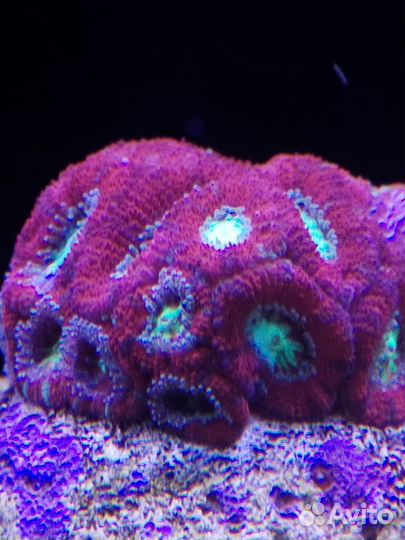 Морские кораллы