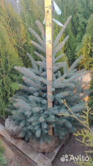 Ель, туя в каждый дом