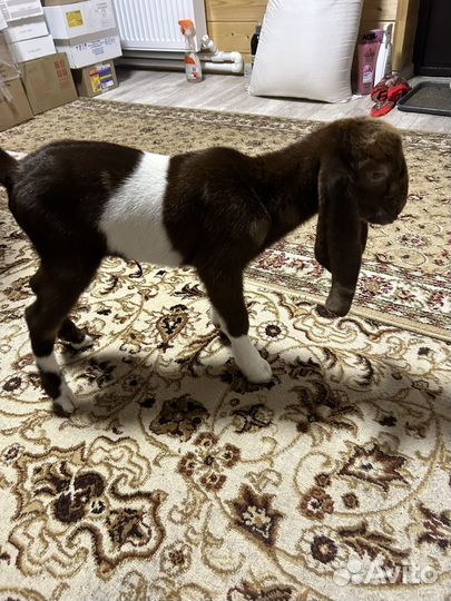 Козочка камори