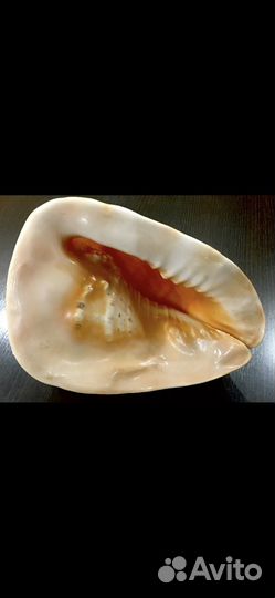 Большая морская ракушка 30 см