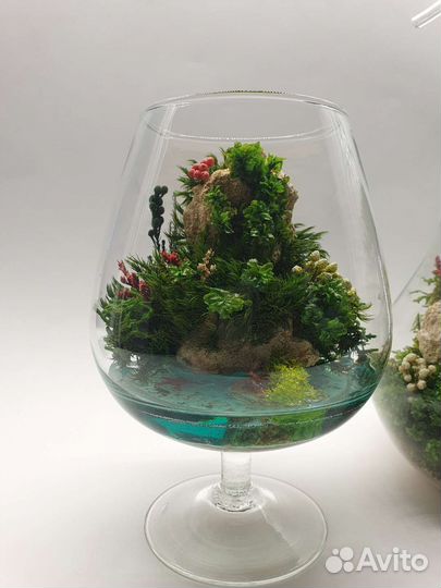 Флорариум суккуленты мох подарок