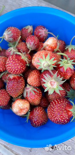 Рассада клубники