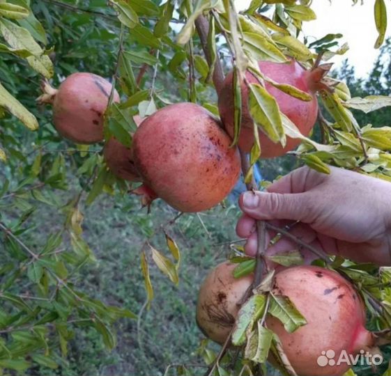 Гранат саженец