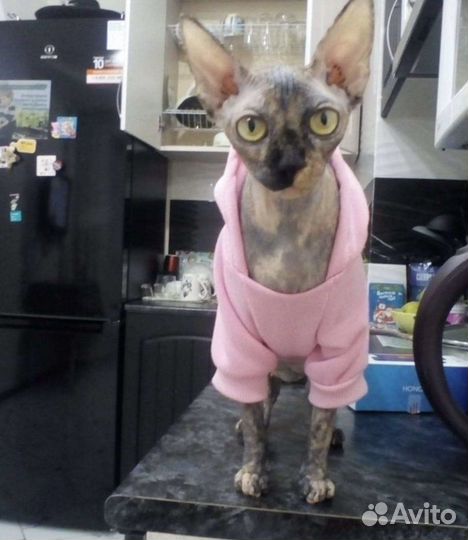 Канадский сфинкс