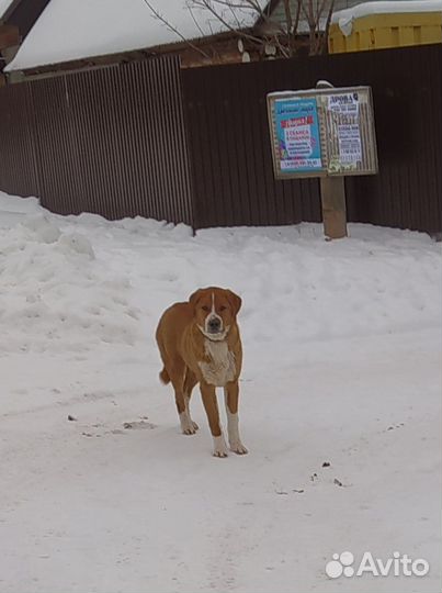 Собака в добрые руки