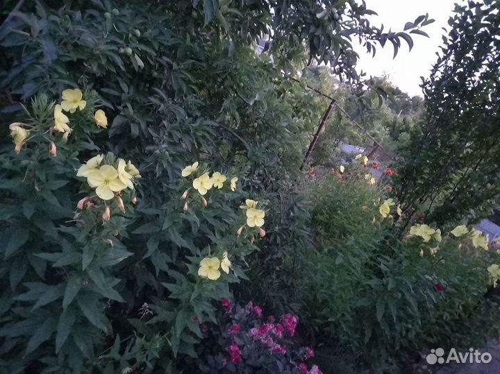 Энотера, лунник жёлтый, лунный цветок