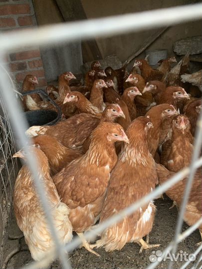 Куры ломан браун