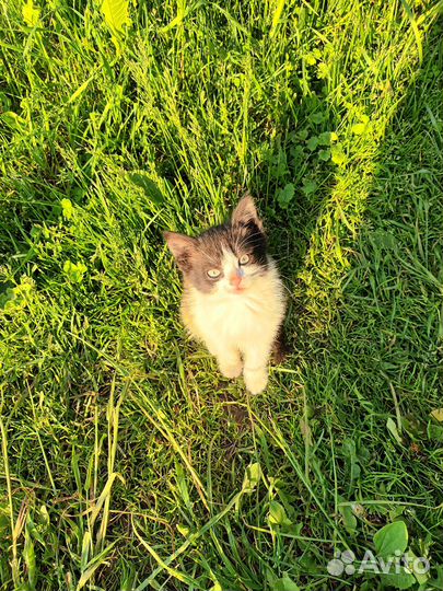 Котята в добрые руки бесплатно