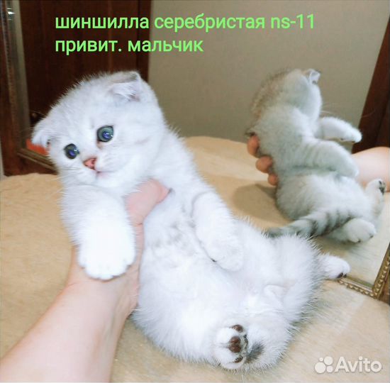 Шотландские котята вислоухие и британские выбор