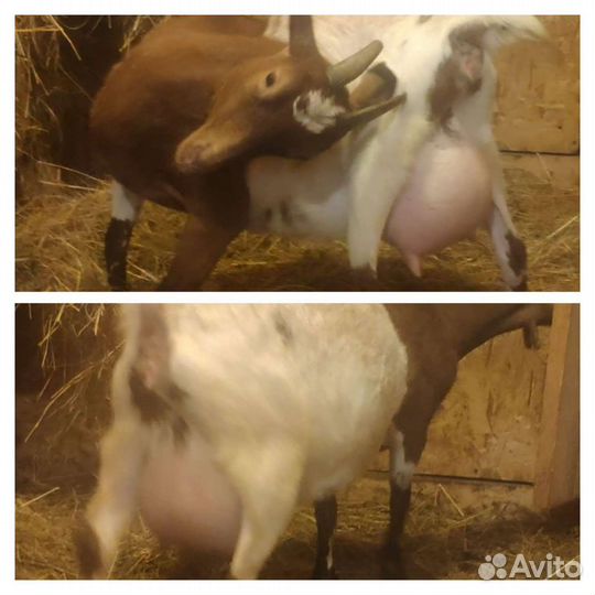 Карликовые камерунские козы(козлята)