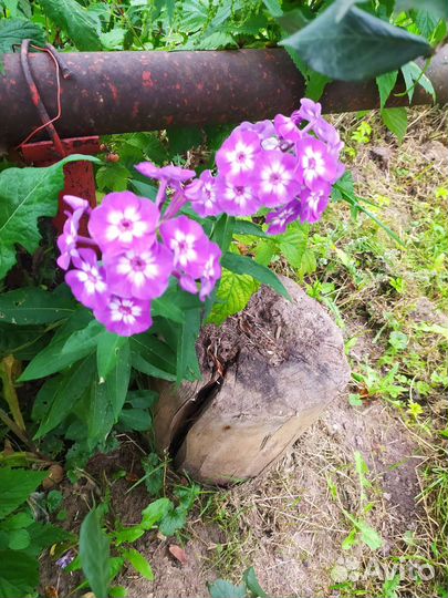 Флоксы многолетние