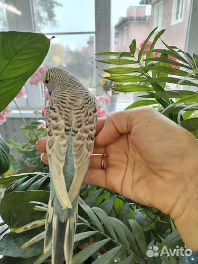 Попугаи ввп чехи