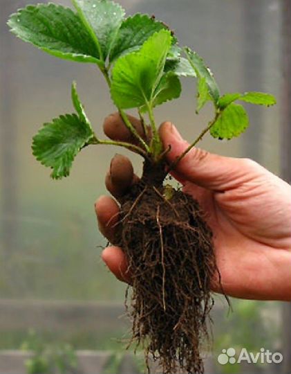 Рассада клубники клери