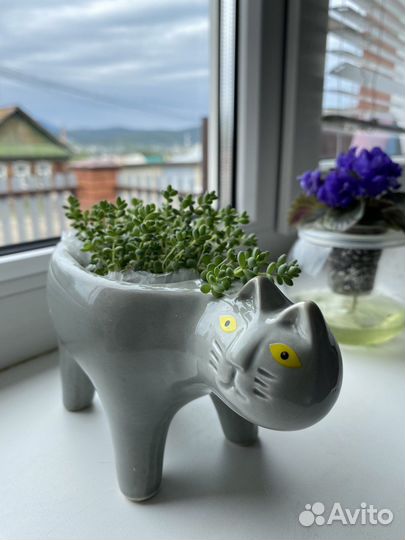 Домашние цветы